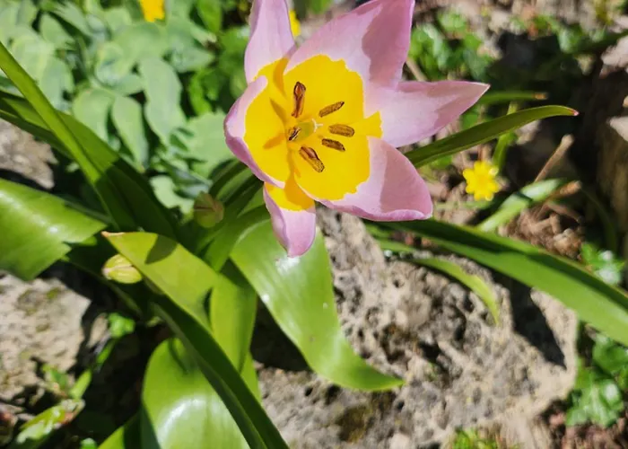 Sabrina أريتسو