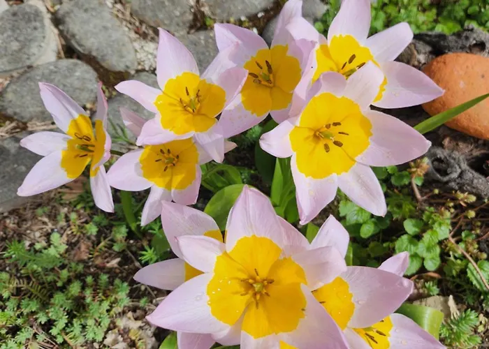 Sabrina أريتسو
